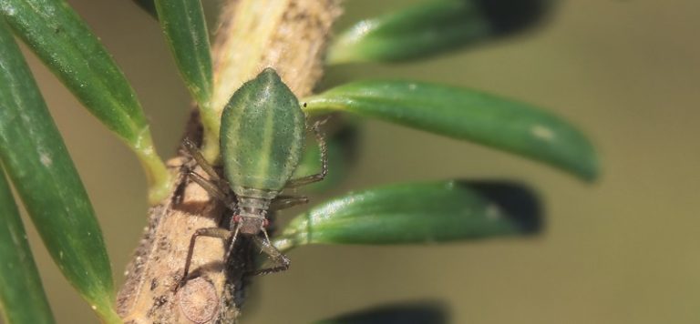 Napoved medenja za zadnjo tretjino julija zelena hojeva us Avtor Simon Golob