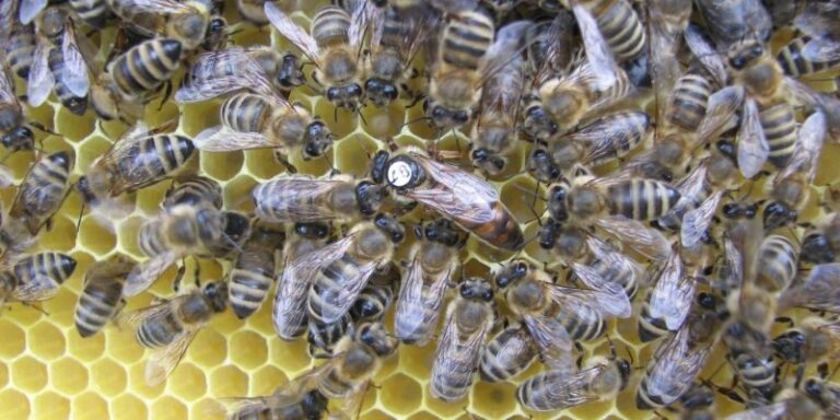Kako do vitalnih zimskih čebel 1 Matica 25