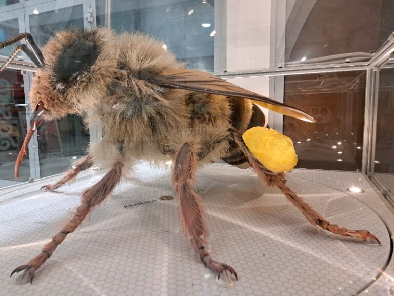 V znamenju čebele: 70 let ČD Kamnica–Bresternica in 3D velikanka v Kamnici 10000202991