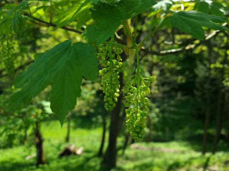 Napoved medenja za začetek maja 20220518 110857 1