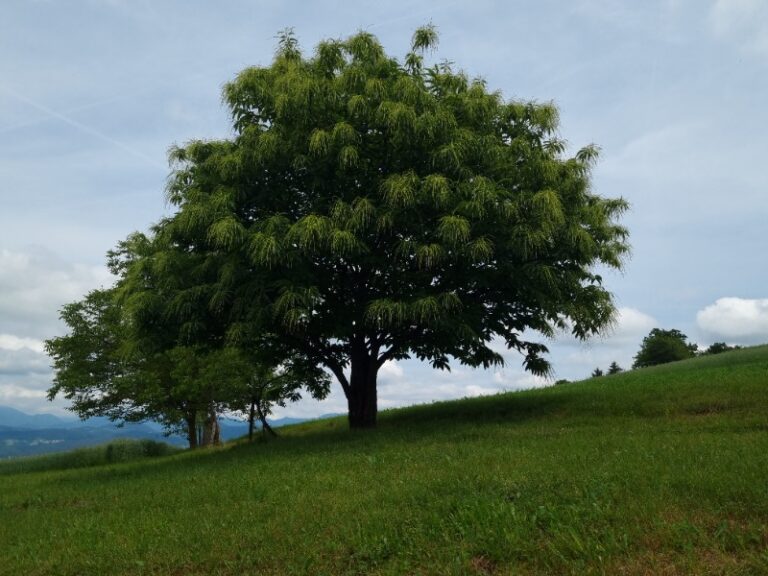 ​Napoved medenja za drugo polovico junija, 15.6.25 20220603 121739 2