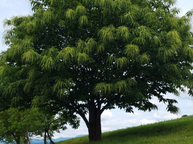 ​Napoved medenja za drugo polovico junija 20220603 121742