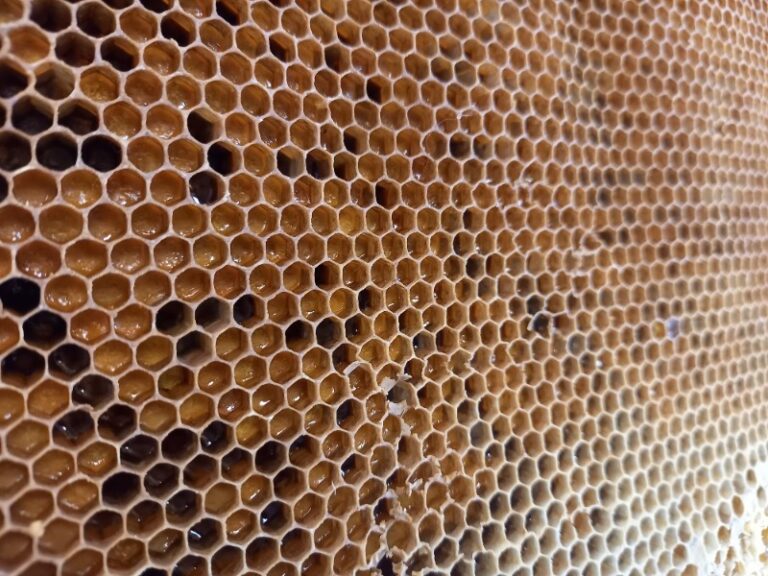 Med in cvetni prah v satju 20220928 133949