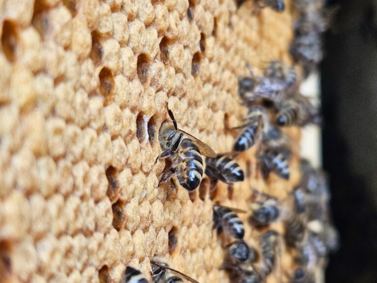 Anketa za čebelarje mlajše od 40 let 20240905 141506 1