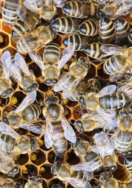 Pomen rodovniških matic 20250827 130608 1