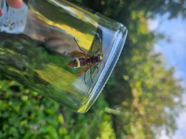 Izjava za javnost po sestanku pristojnih ministrstev in inštitucij glede orientalskega sršena 20250908 122219