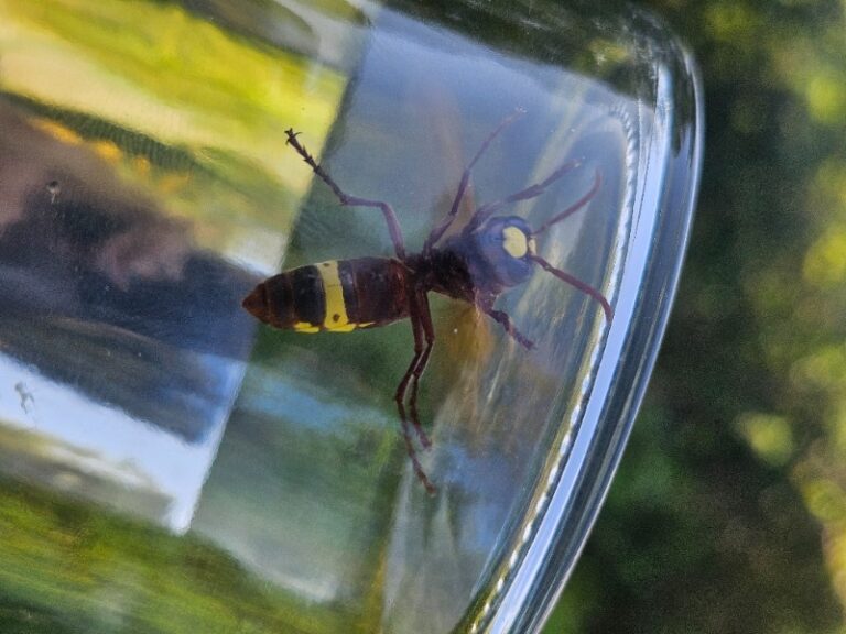 INFORMACIJE O INVAZIVNEM ORIENTALSKEM SRŠENU V SLOVENIJI 20250908 122230