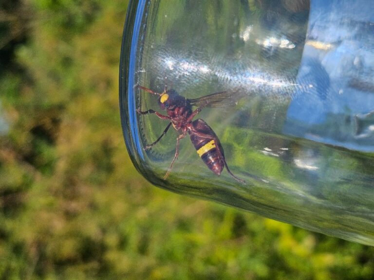 ​Invazivni orientalski sršen ogroža Slovenijo – nujno so potrebni sistemski ukrepi 20250908 122308