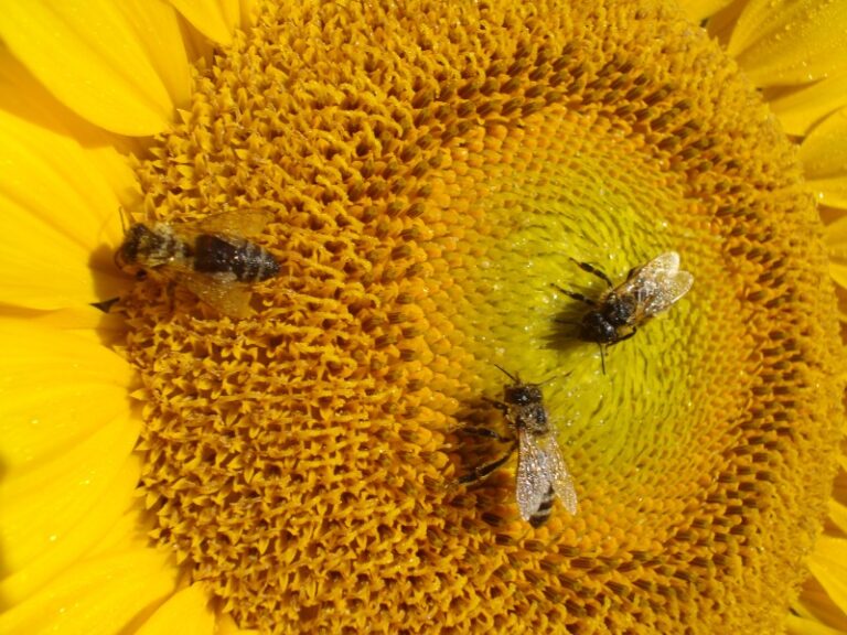 Razpis za usposabljanje APITERAPEVT I XV. generacija. Arhiv CZS ceb na soncn 10