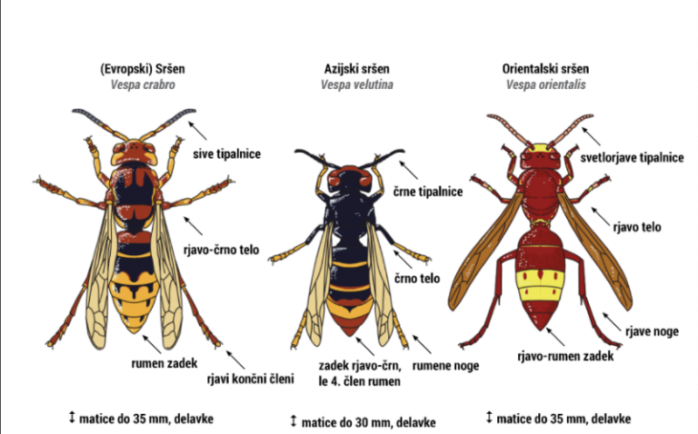 Stanje glede Azijskega sršena Azijski srsen