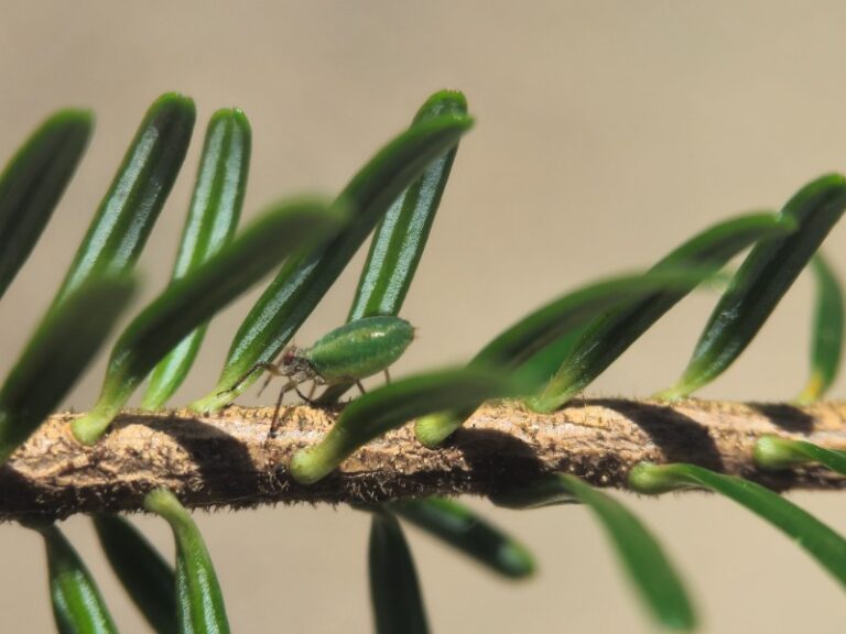 Izkoriščanje čebeljih paš na višjih nadmorskih višinah Cinara pectinatae 7
