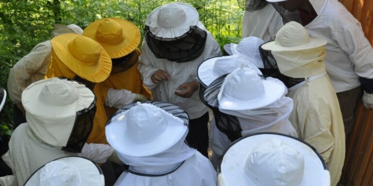 Mentorstvo v čebelarstvu DSC 0083 5