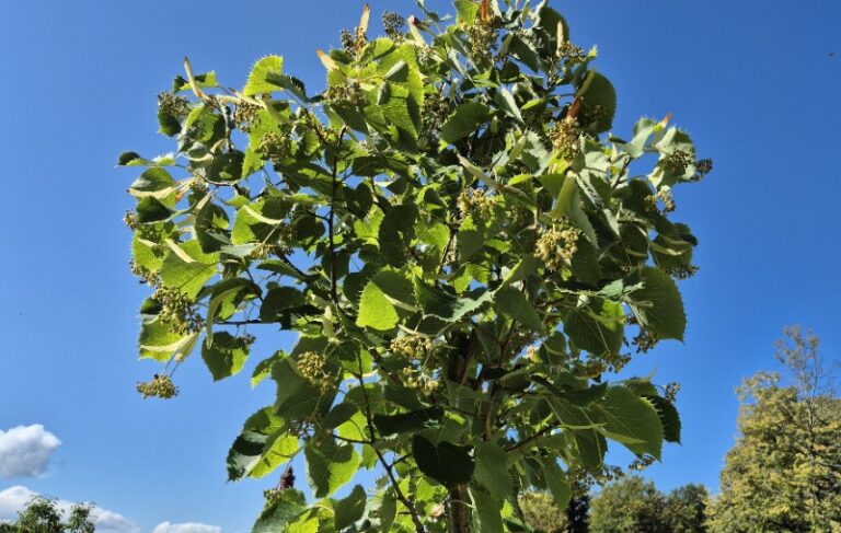 ​Napoved medenja za mesec avgust Henryeva lipa CZS 5.8.25