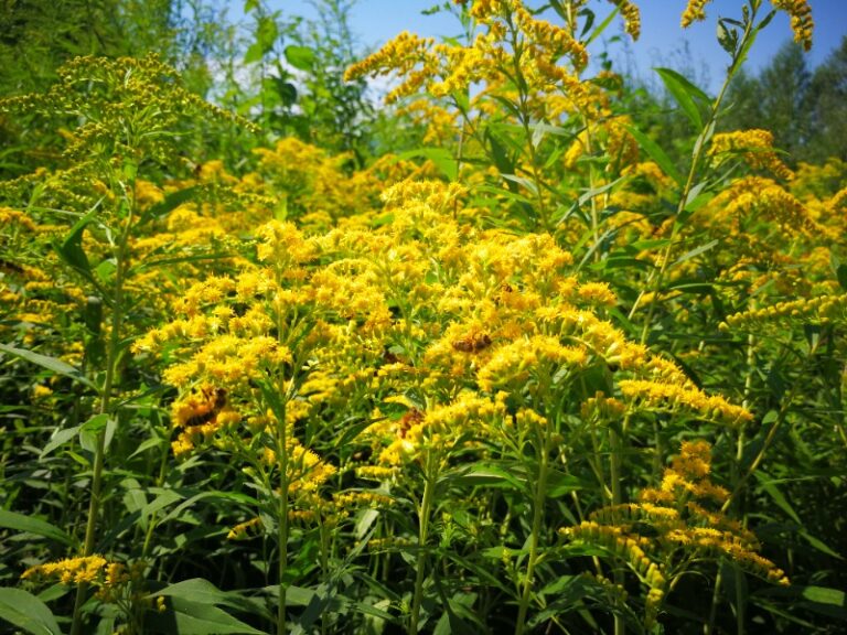 ​Napoved medenja z dne 4.7.2024 IMG 20200807 130125 2