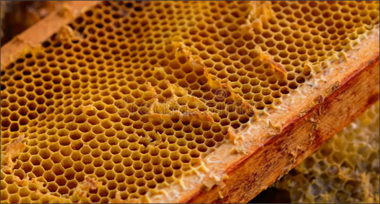 Kako pravilno shraniti satje ? Snap 2025 09 04 at 13.26.33