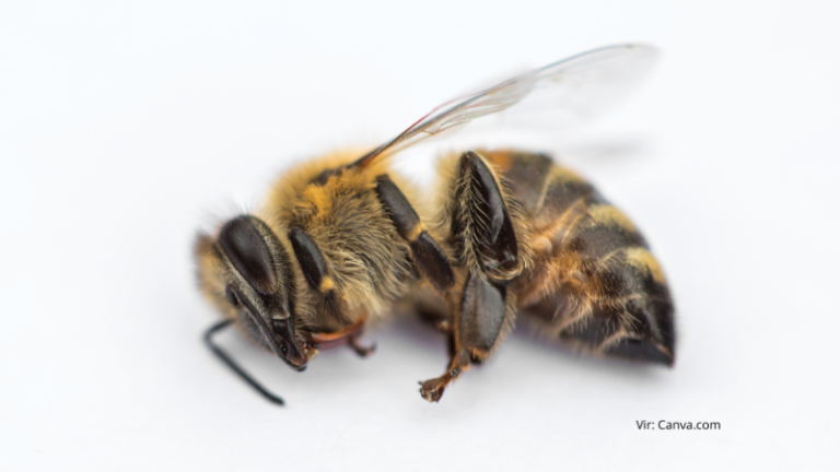 Stališče Čebelarske zveze Slovenije glede glasovanja o MRL pesticidov (acetamiprid) v Evropskem parlamentu. Vir Canva.com