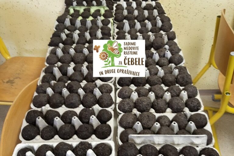 Izdelava semenskih kroglic v čebelarskem krožku Šentjur andrej