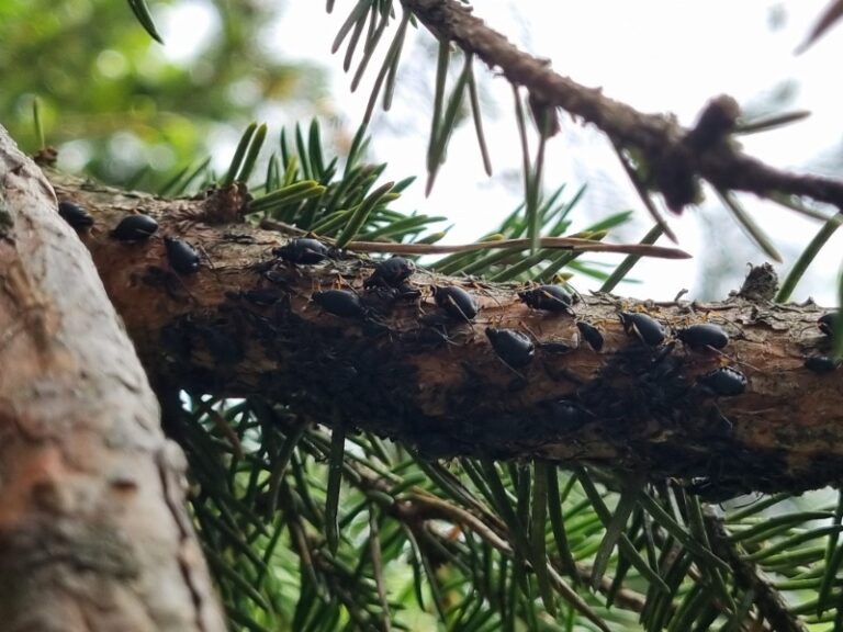 ​Napoved medenja z dne 10.5.24 crna smrekova us lj. vrh 9.5.24