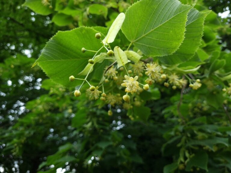 ​Stanje lipe – Severna Primorska , 19.6.25 lipa 26.5.2022 most na soci 5