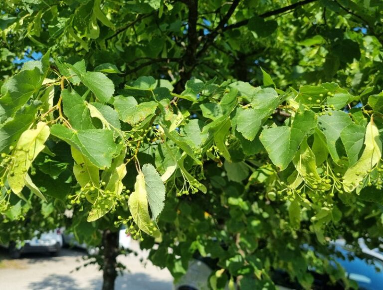 ​Pregled stanja na območju Gorenjske in Kočevja, 10.6.2025 malolistna lipa Kocevje 10.6.25