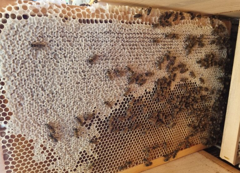 ​Napoved medenja za začetek julija medeni sat 1