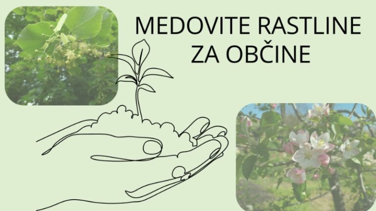 Občine, pridobite brezplačne sadike medovitih dreves! obcine 20.2