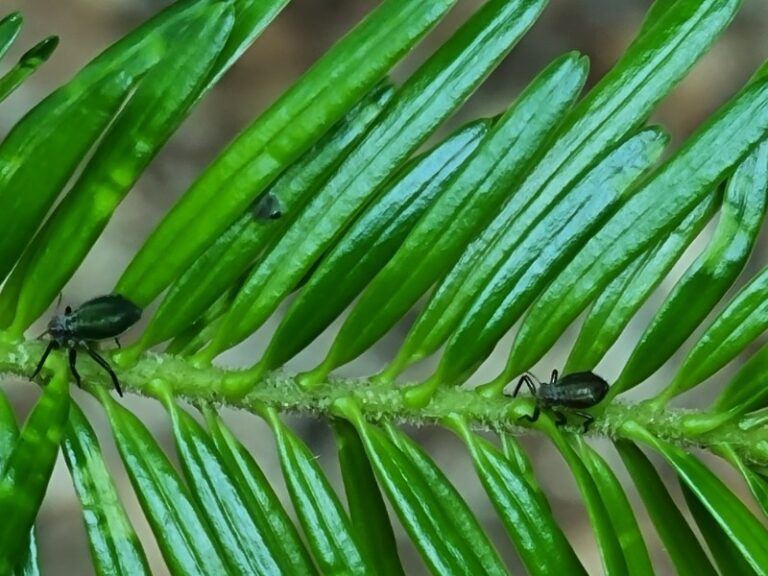​Stanje Javornikov in Krima, 23.6.25 usici na hoji 13.5.25 1