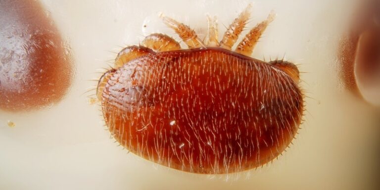 Zdravilo za varozo Calistrip – Biox varoja 26