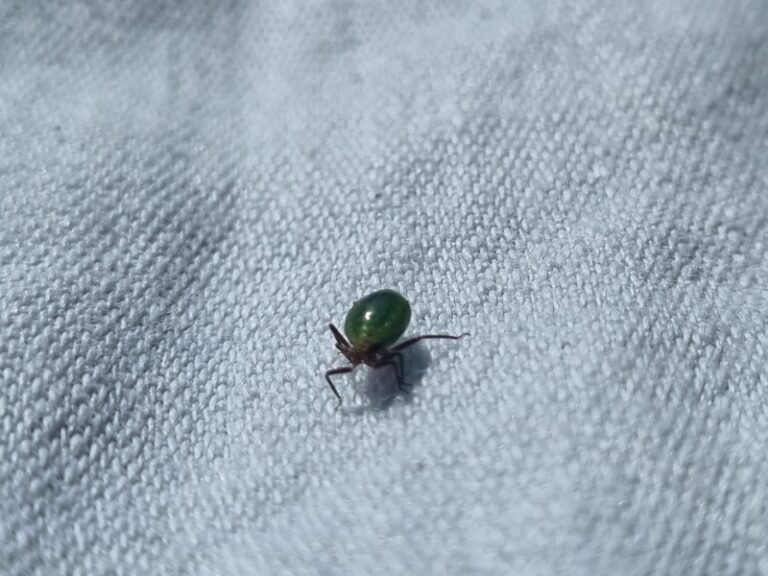 ​Pregled hojevih sestojev v osrednjem delu države zarodnica zelean us14.5.25 2