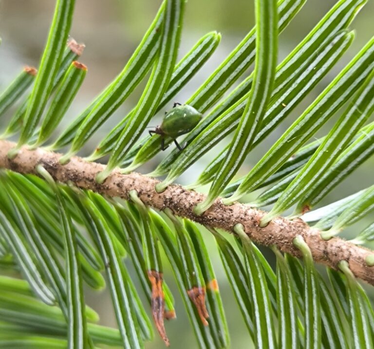 ​Pregled stanja hoje na območju Pohorja zelena 26.5.24 2