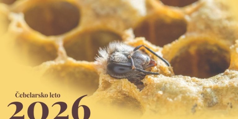 Čebela se leže na satju