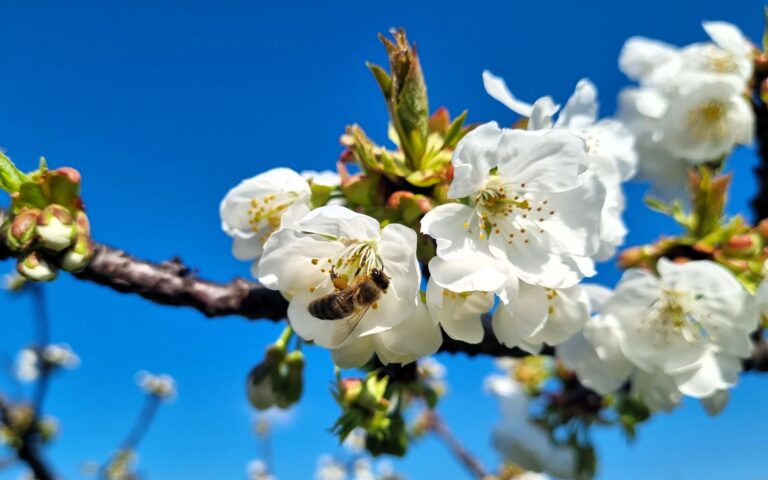 cesnja Bizeljsko 23.3