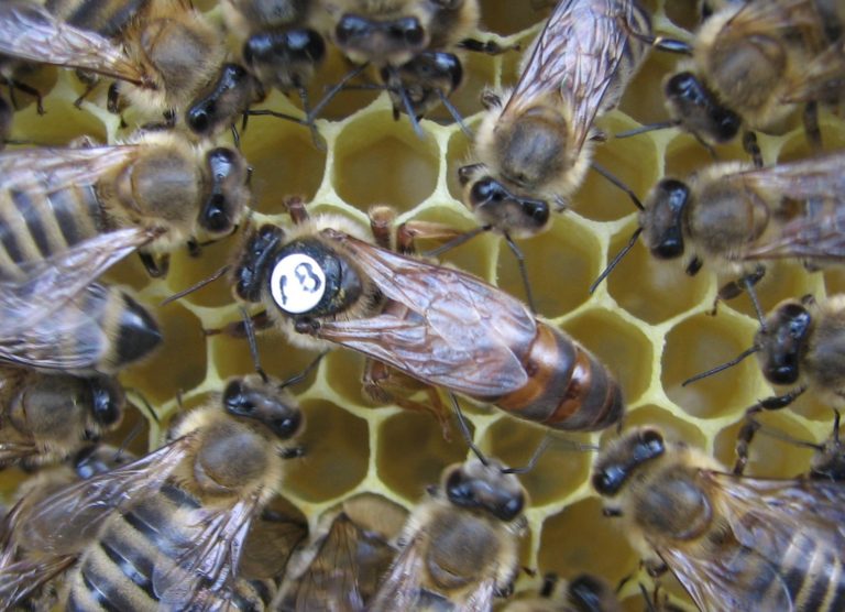 Dodajanje matice 1 Matica zalega 768x556 1