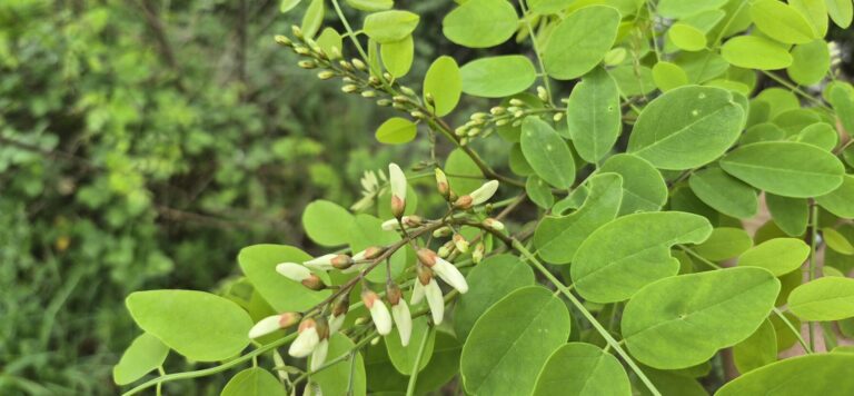 Samodejni osnutek 20260415 091454