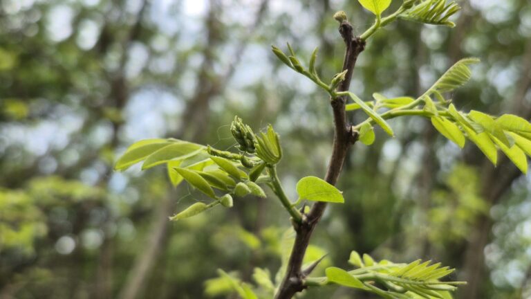 Pregled stanja akacije na območju Pomurja 17.4.26 20260417 132755