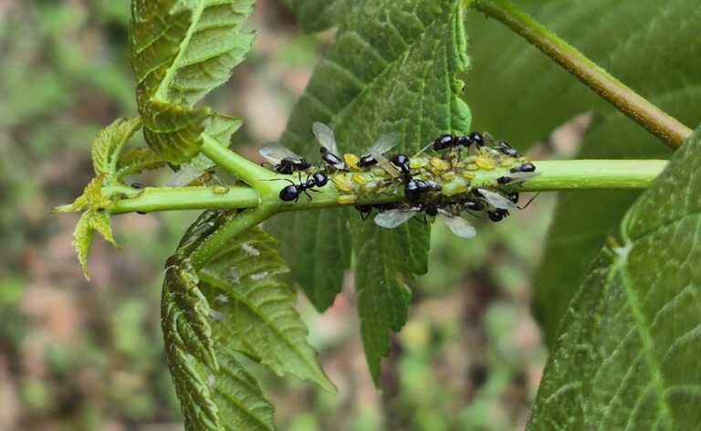 Pregled stanja javorja v gozdovih osrednje Slovenije, 29. 4. 2026 20260427 144841