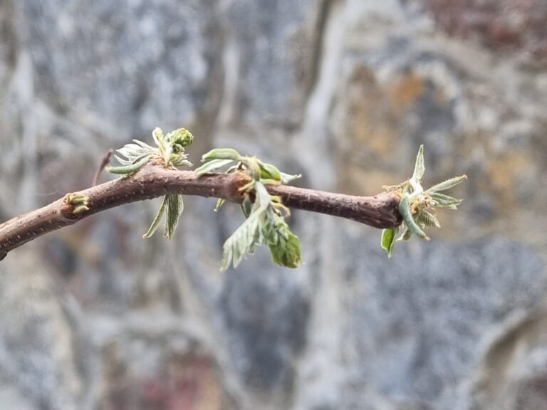 Dopolnitev poročila z dne 13. 4. 26 – Stanje na vzhodu države Akacija po pozebi