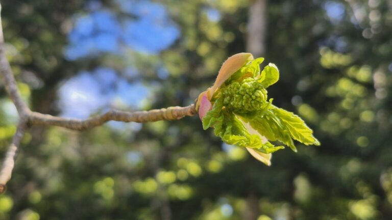 Samodejni osnutek Cvet javorja