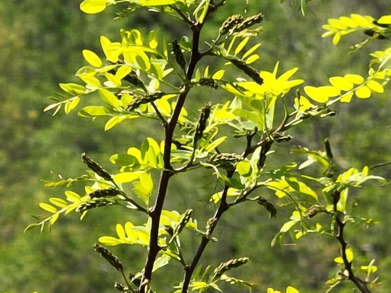 Pregled stanja na poznih legah Primorske, 28.4.26 DJI 0296