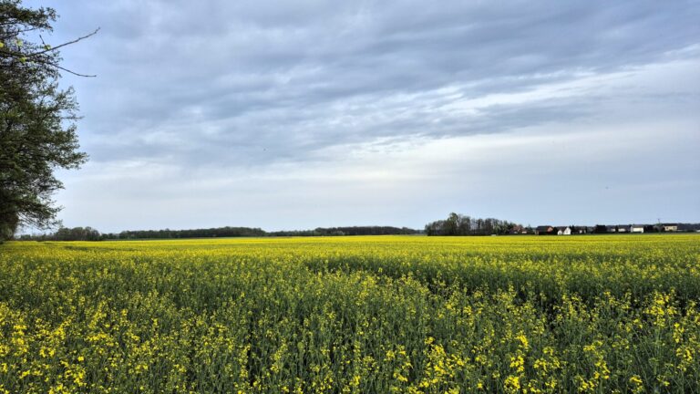 Stanje rastlin na vzhodu države – 13. april 2026 Oljna ogrscica 13.4.26