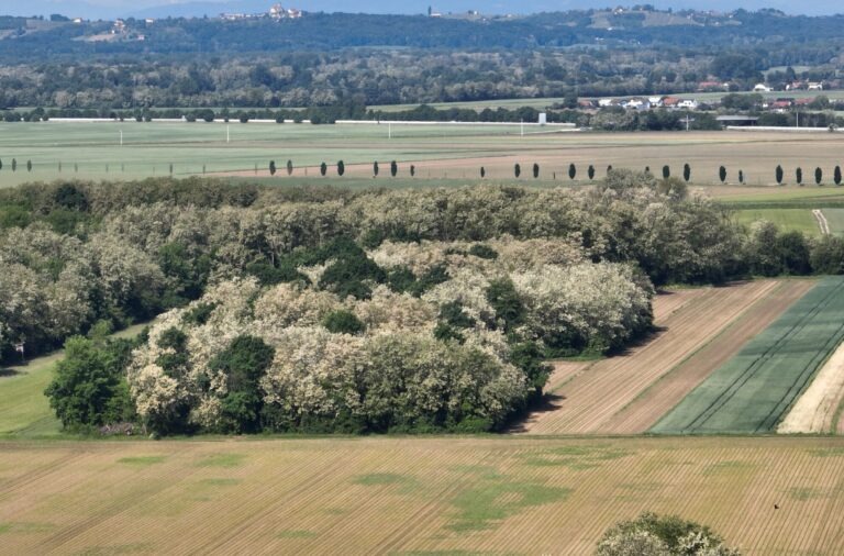 Akacija na vzhodu države 18.5.26 DJI 0303
