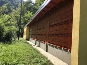 Dobro sodelovanje med Občino Kanal ob Soči in lokalnimi čebelarji IMG 8071