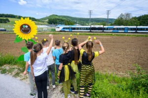 V Ivančni Gorici ponovno posejali sončnice za sončno prihodnost l 857671DSC 7543