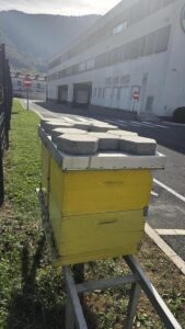 Čebele našle svoj prostor tudi pred podjetjem Konus Konex l 9150451000021143